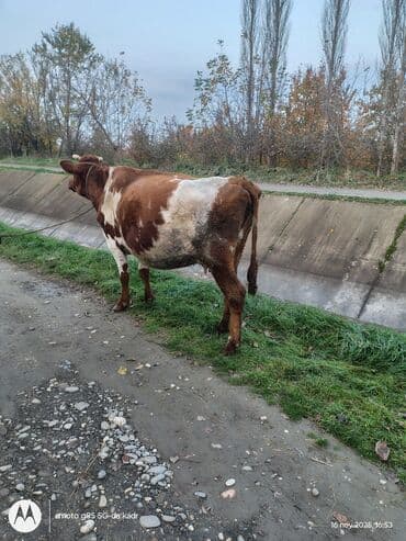 Quzu: Südlük inək - Rəng: qırmızı-ağ ləkəli 3 ci qarın 8 aylıq boğazdir — 2