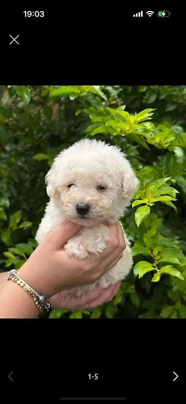 top 3 ev heyvanları: Pudel, 2 ay, Erkek, Peyvəndli — 1