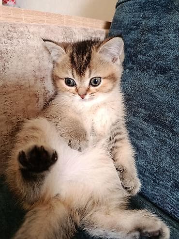 iran pisiyi: Şotland yastı qulaq — 2