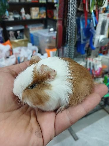 akvarium 120 cm: Dəniz donuz( marskoy svinka) balaları satılır. Ailə mühitinə — 3