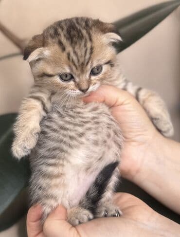 kirpi heyvan: Şotland — 7