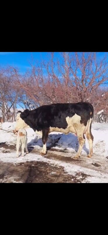 Daewoo: Süd verən inək – buzovu ilə - Cins tip: qara-ağ (Holşteyn/şvartspey — 2