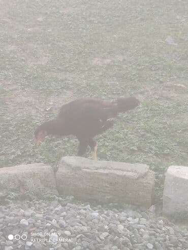 Гуси: Heyratı erkek dişi cütü 50azn — 5