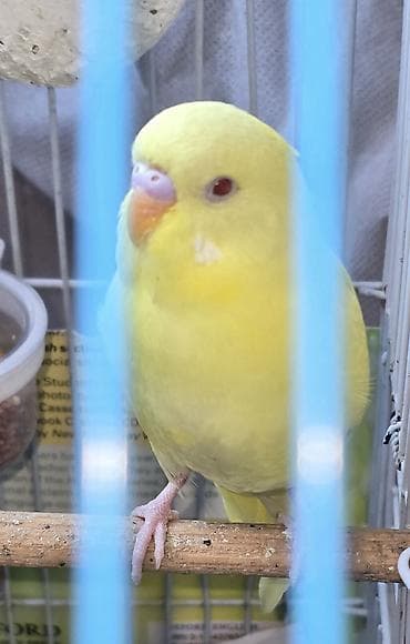 amadin quşu: Məhsul: Sarı rəngli dalmatian/albino tipli dalğıc (budağı – — 1