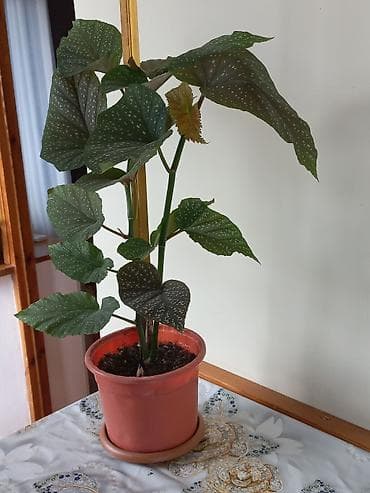 otaq gulləri: Begoniya maculata (Polka-dot Begoniya) – Dekorativ yarpaq bitkisi - — 1