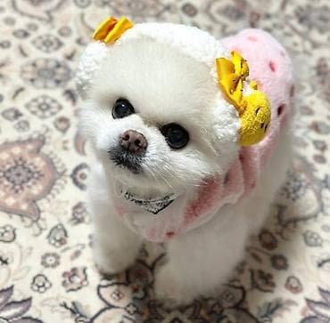 tap az it: Şpitz, 2 ay, Dişi, Sənədli, Ünvandan götürmə — 1