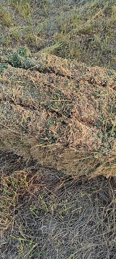 yem uyden: Yonca balyası - Məhsul: Yonca (Medicago sativa) – sahədən presslənmiş — 2
