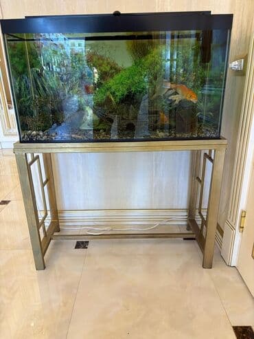 betta balıq: Tək və ya balıqlarla bərabər satılır. Tək akvaryum və ayağı-120 azn — 4