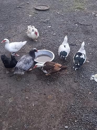 Musk ördəkləri (indo-ördəklər) dəsti - Rəng çeşidi: ağ, qara