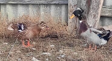 Lincoln: Самец, Для разведения — 3