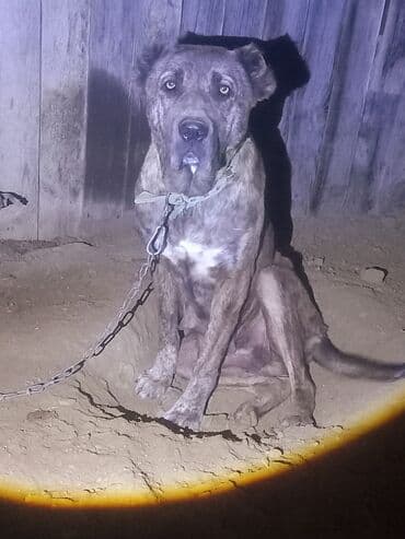 Gəmiricilər: Heyvan goz qabagindadi 2 defe bala verib. kurseye az qalib. bala — 1