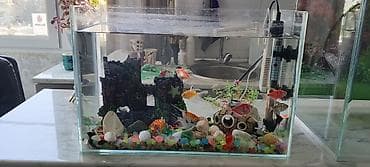 Gəmiricilər: Dördbucaq akvarium, Boş, 22 l, Ünvandan götürmə — 1