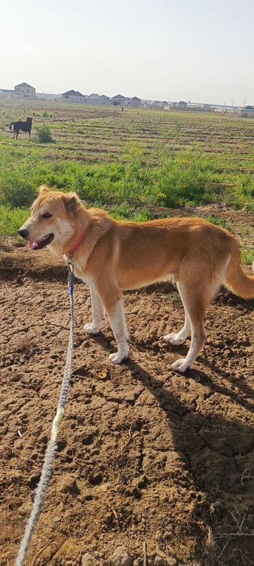 it satişi: 9 ay, Erkek, Peyvəndli, Ünvandan götürmə — 2