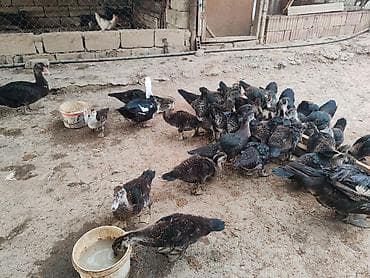 avcarka type 1: Lal ördək ən gözəl sort böyük olurlar dişiləri dayanmadan yumurtalayıb — 1