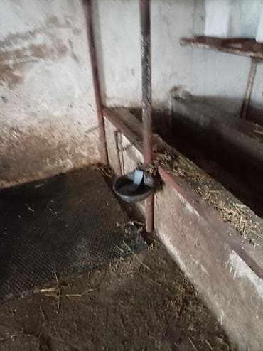 Avtomatik heyvan suvarma sistemi - Ustadan quraşdırılmış tam suvarma — 3