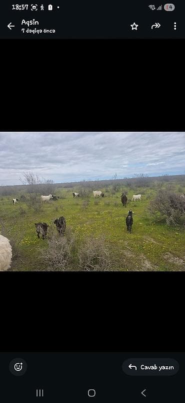 ev pisikleri satışı: Keci ve cepisler suru halinda satilir qiymet razilasma yolu ile — 2