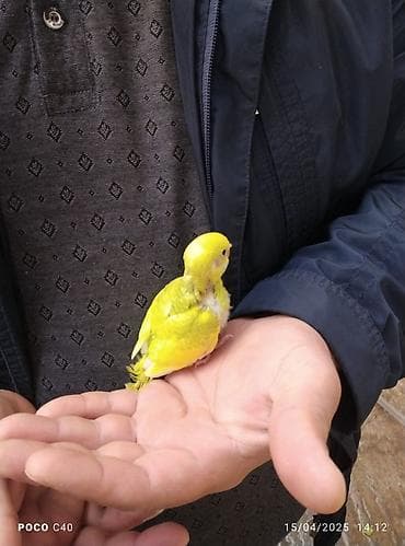 afcarka it adlari: Tam sağlam balalar ele oyresdirmeye — 1