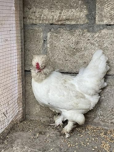 Toyuq, Damazlıq, Ödənişli çatdırılma, Rayonlara çatdırılma, Ünvandan götürmə