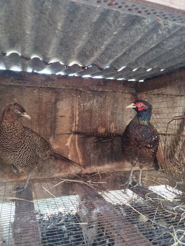 ev quşları haqqında melumat: Məhsul: Qırqovul cütü (erkək və dişi) Rumun qrqavul Təsvir: - Nadir və — 2