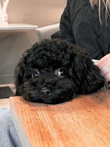 Pişiklər: Pudel, Dişi — 4