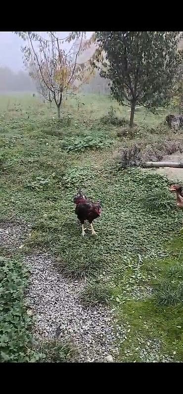 broyler yemi qiymeti: Xoruz, Heyratı, il: 3, Ödənişli çatdırılma — 4