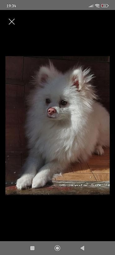 pitbull itleri: Şpitz — 1