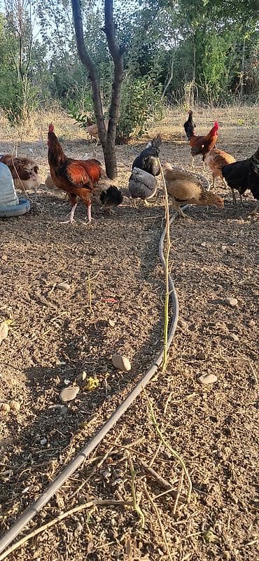 anadolu coban iti: Toyuq, Ətlik, Ödənişli çatdırılma — 2
