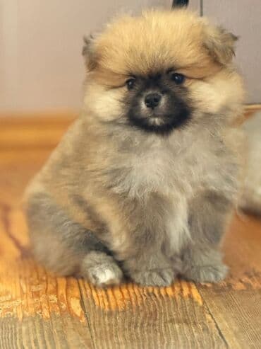 собака шпиц: Шпиц, 2 месяца, С прививками — 2