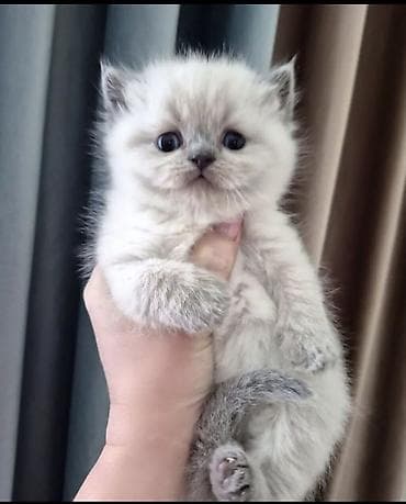 şotland pisiki: Şotland yastı qulaq — 1