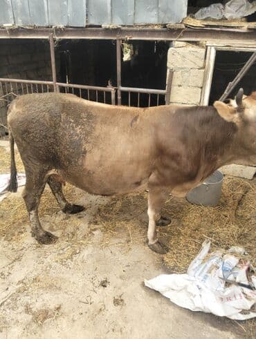 simmental inək cinsi: Dişi, il: 7, 230 kq, Ətlik, Ünvandan götürmə — 4