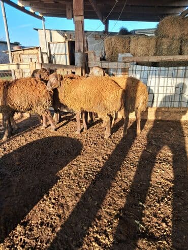 qoyun şəkli: Ətlik quzular diri çəkisi 9 m Biləsuvarda əlaqə — 5