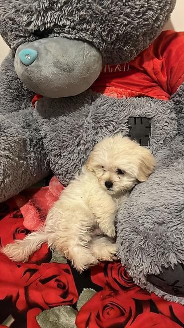 Птицы: Пудель — 2