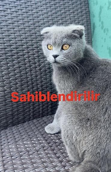 Şotland yastı qulaq, Dişi, Yaxşı əllərə