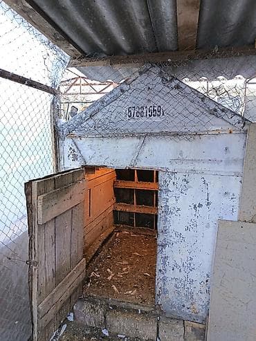 tutuquşu qiymetleri: Quwdarı satmışam yuvanıda satıram qiymet sondu mownuda yiğlma damdı — 1