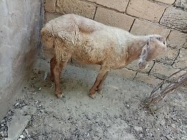 Qoyun – yerli cins - Şəkillərdə olan quzu/qoyun satılır - Qalın — 4