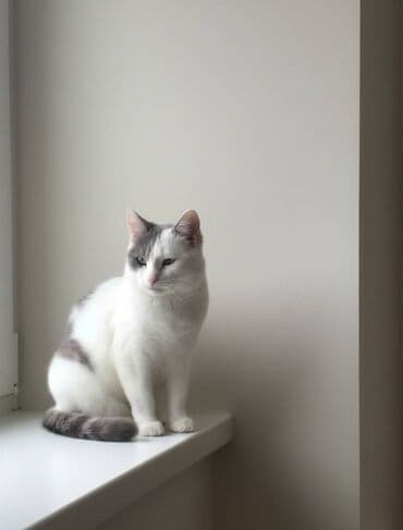 qız pişik adları: Van, Dişi, Yaxşı əllərə — 2