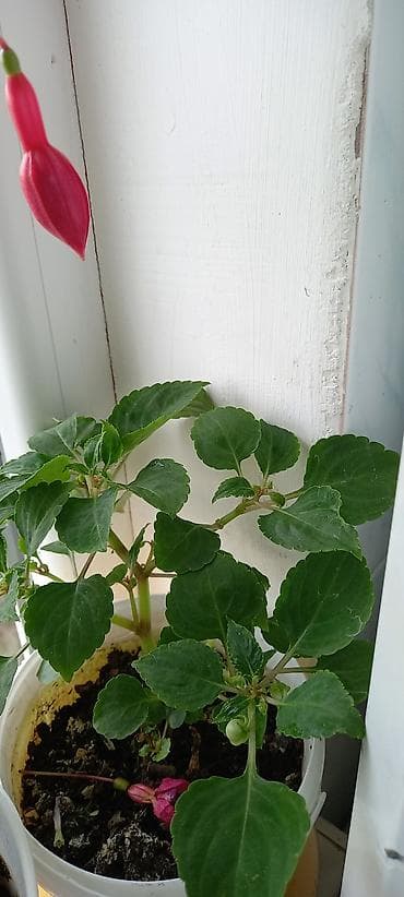 ev bitkisi: Satılır: otaq gülləri kolleksiyası - Sardunya (Pelargonium) – bir — 5