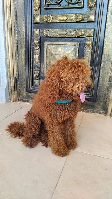 qızıl quş: Pudel, Erkek — 6