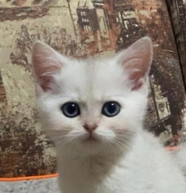 pişiy çantası: Britan — 10