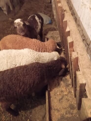 Inəklər, öküzlər: Qoyun/quzu satışı - Şəkillərdə müxtəlif rəngli 4 baş quzu göstərilir — 2