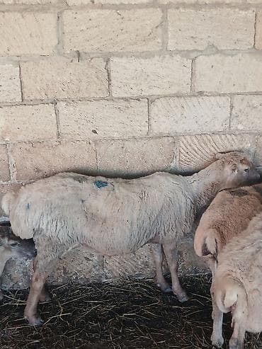 tovuz quwu: Qoyun – damazlıq/kəsimlik - Cins: ehtimalən yerli qaragül/ya da — 8