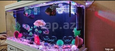 Salam gördüyünüz zavod akvarium satılır 330 litr ölçüsü 120_60_45