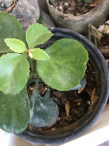 dipçək: Dipcək ev bitkileri qiymətlər 5 manatdan başlayir — 3