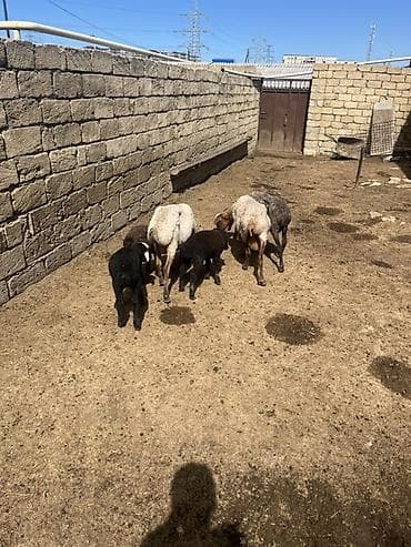 Qoyun və quzular dəsti Ana bala 2si erkəydi 1dişi quzunun - Növlər — 6