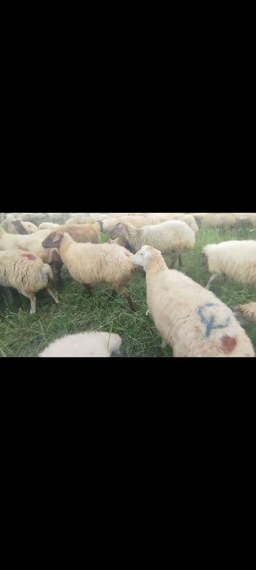 bakida cins ineklerin satisi: Dişi, il: 1, 50 kq, Damazlıq, Ünvandan götürmə — 1