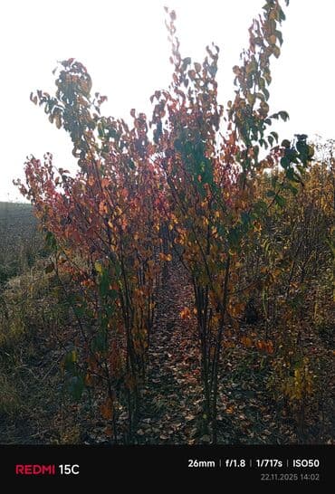 meyvə ağacı: Məhsul: Meyvə ağacı tingləri (fidanlar) Təsvir: - Açıq sahədə — 3