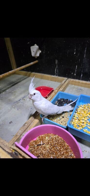 ag dovsan: Ag yanaqsiz erkey va maya cavandilar teze atilib bir yere 9 ayliq. el — 5