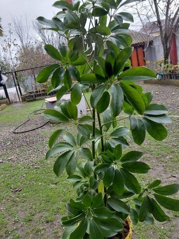 monstera bitkisi: Şeflera 15 azn. Monster 15 — 2