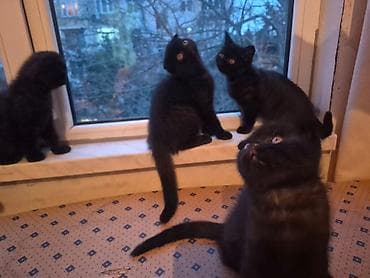 Akvariumlar: Şotland — 8