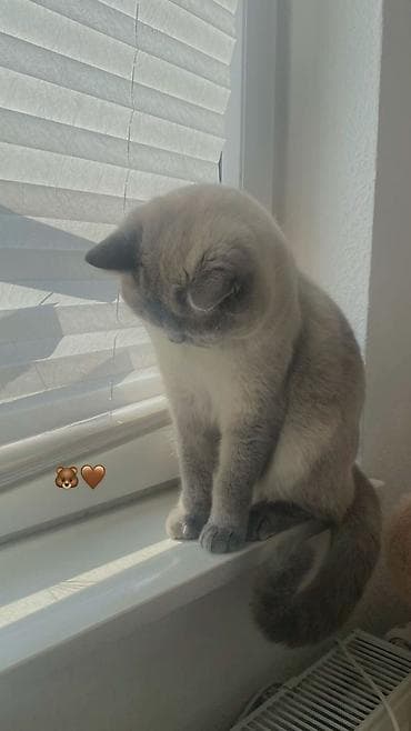 Ağ, uzun tüklü balaca pişik balaları - Növ: Ev pişiyi (uzun tüklü, ağ — 6